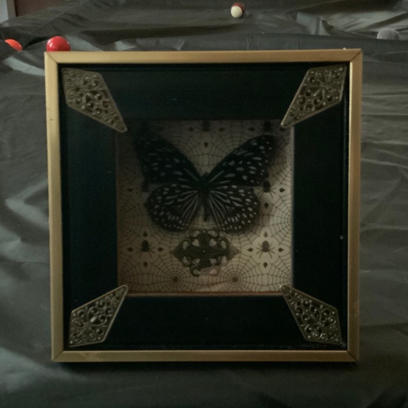 Custom real butterfly frame - Picture 2 of 2